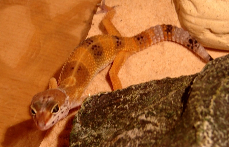 Mon Gecko juvénile Dsc04610