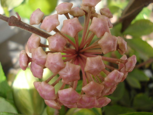 Mon jardin est saturé Hoya_f11