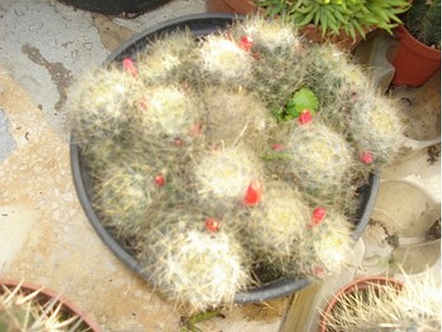 cactus à identifier Image012