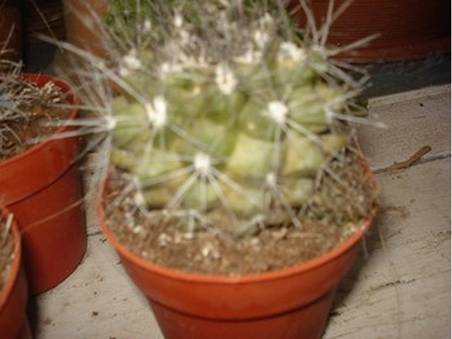 cactus à identifier Image018