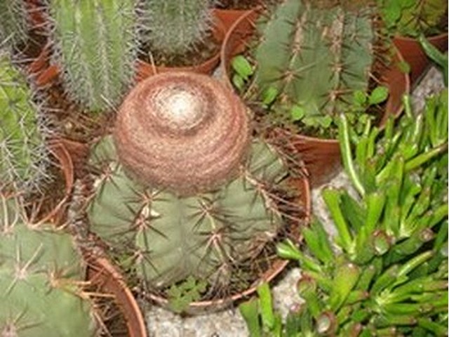 cactus à identifier-suite 1 Image021