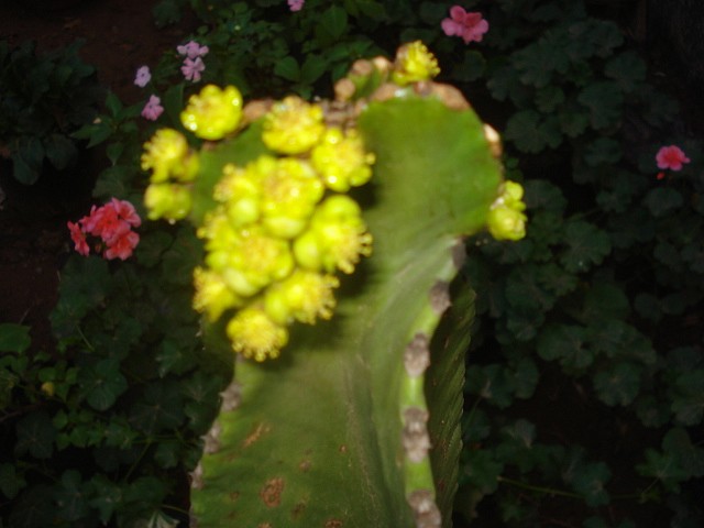 cactus à identifier-suite 1 Image024