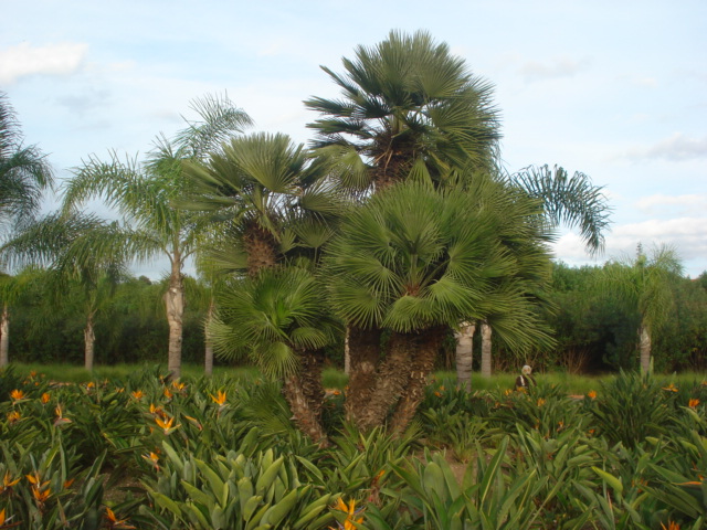 Identificatin de palmiers Palmie12