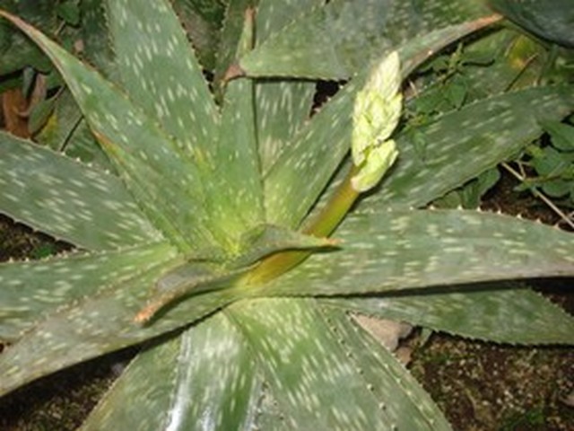 cactus à identifier-suite 1 Photo_10