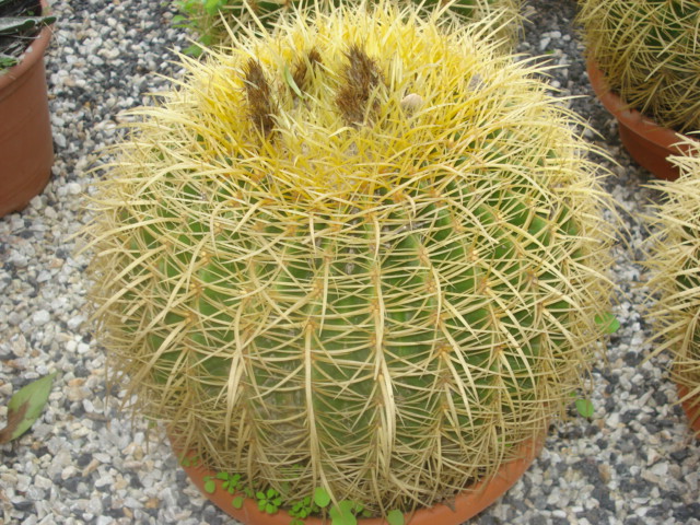 cactus à identifier-suite 2 Photo_14