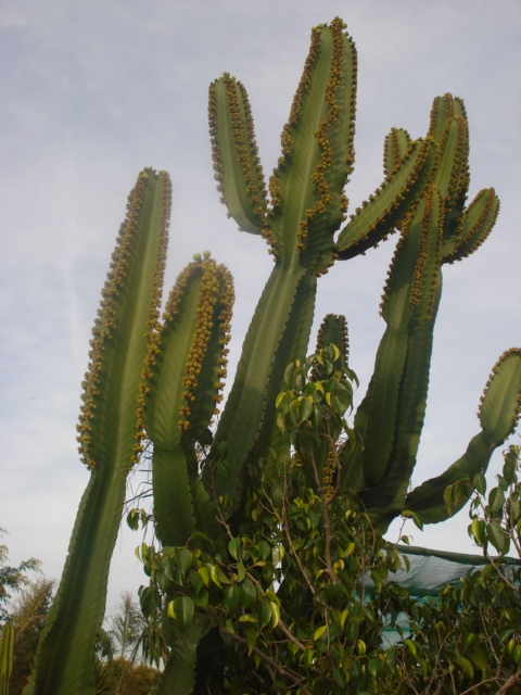 cactus à identifier-suite 2 Photo_16