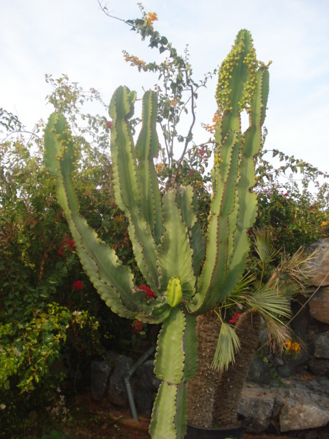 cactus à identifier-suite 2 Photo_17