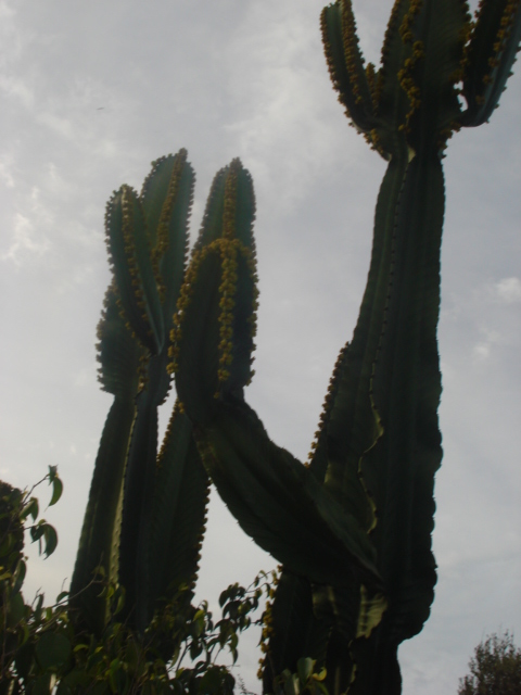 cactus à identifier-suite 2 Photo_18