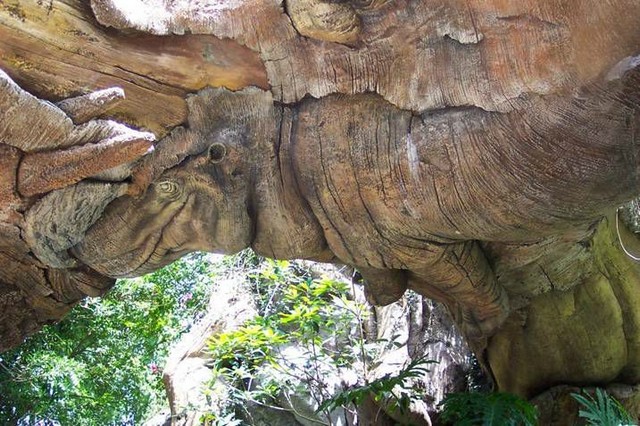 Un arbre immortel Rhino11