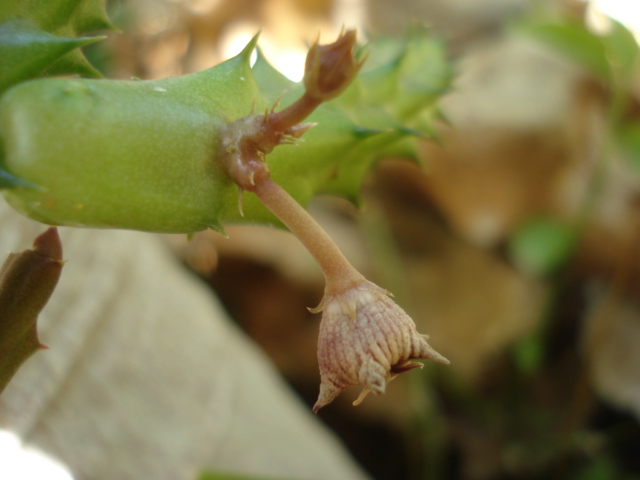 Stapelia grandiflora Stapel11