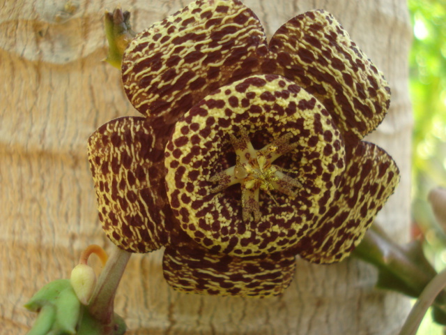 Stapelia grandiflora Stapel13