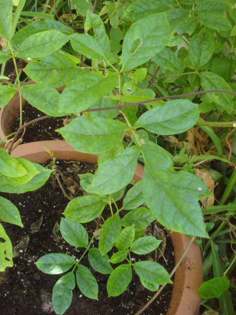 Mon jardin est saturé Tecoma11