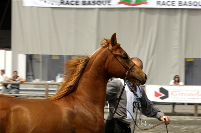 Espejo Iberic Far (pur sang arabe lignée pure espagnole) _dsc0210