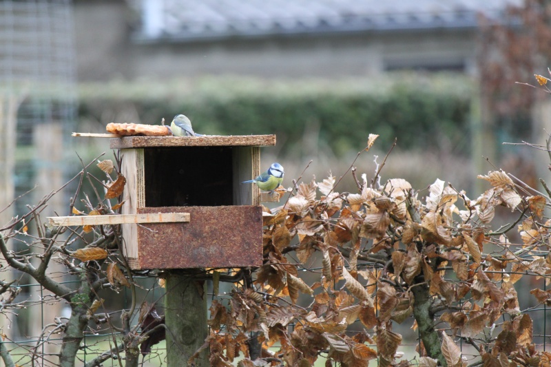 photo d'oiseaux mangeoir (Justin) - Page 2 Img_0511