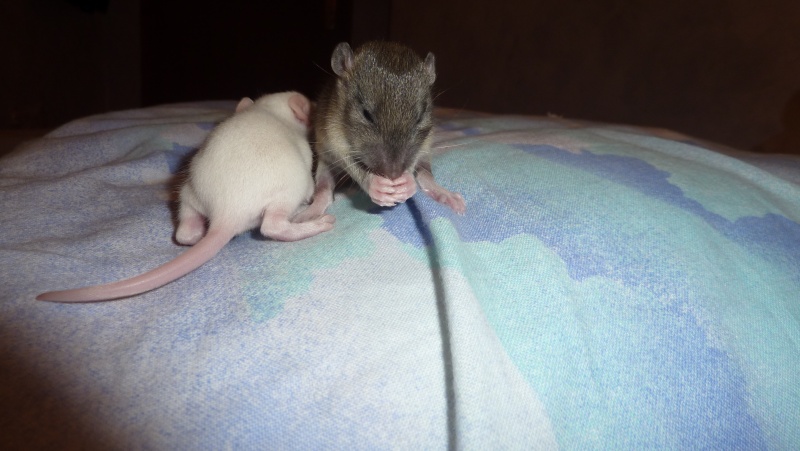 Adoption pour des petits rats. - Page 6 P1010711