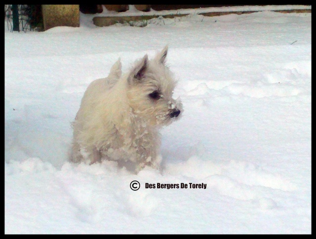 Concours photo chien hiver 2010/2011 - GROUPE 4 Amba0010