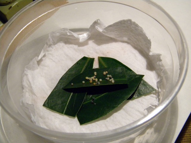 Papilio memnon x lowi sur Skimmia japonica Pictur12
