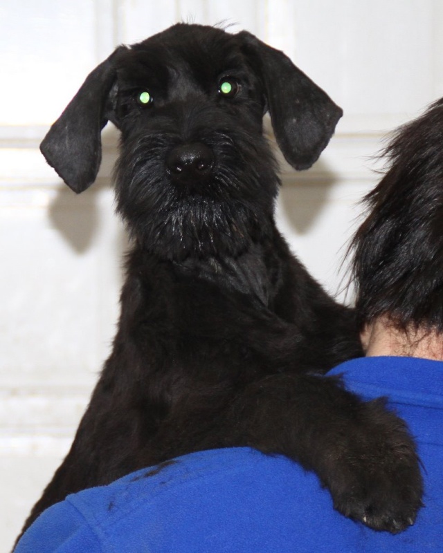 Giant schnauzer puppies Img_2010