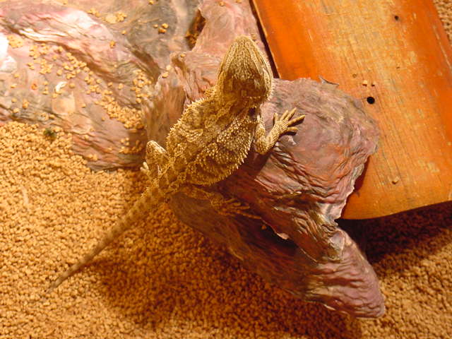 Bearded Dragons Bd210