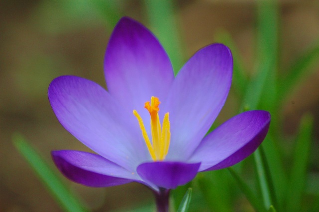 Pour une amie, atteinte du cancer du sein - Page 2 Crocus10