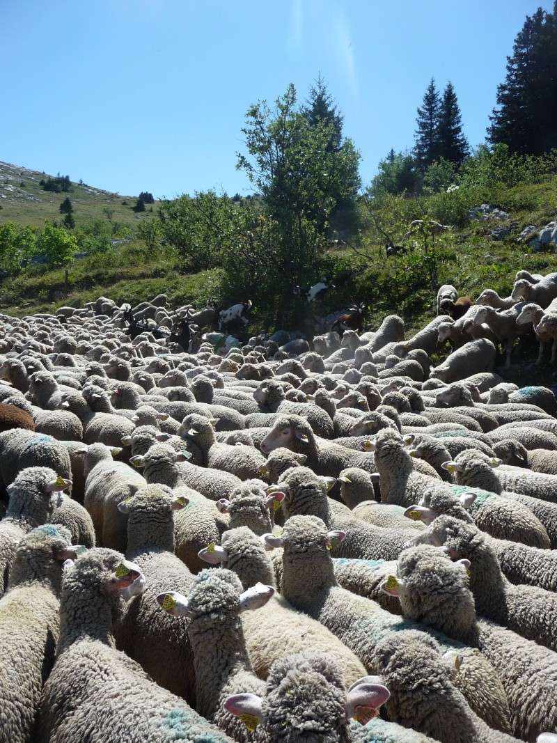 Rando Lans en Vercors "le Moucherotte" P1080916