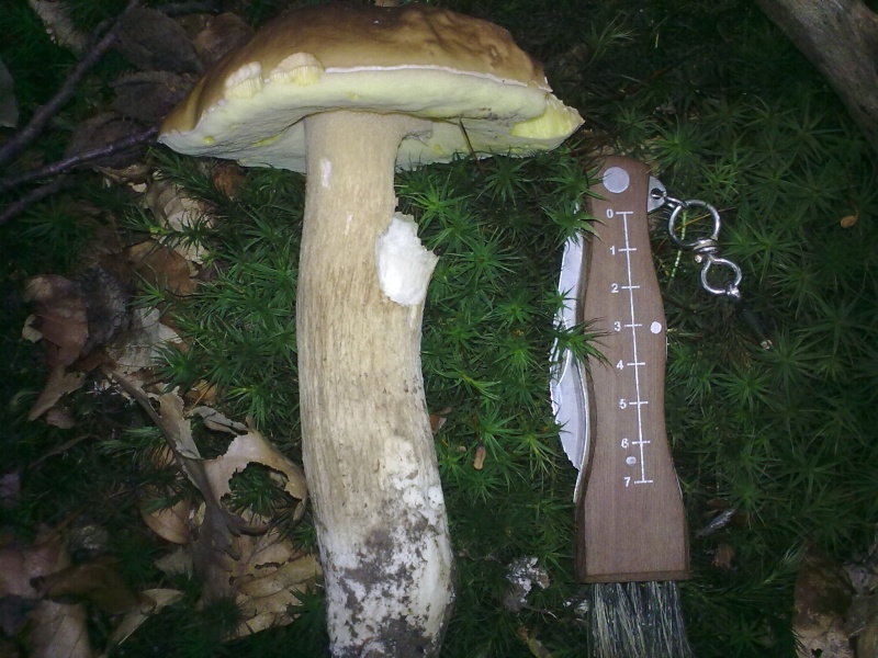 Cèparti: Boletus edulis! 12092015