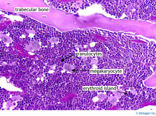 نقي العظم " النخاع العظمي "  Bone marrow   2310