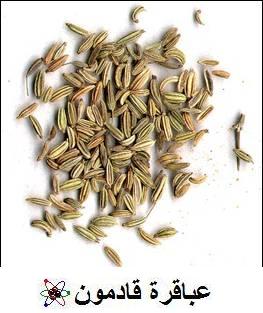 الشمرة Fennel10