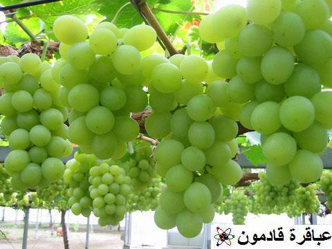 مستخلص بذور العنب  Grape_10