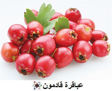 الزعرور البرى  Health10