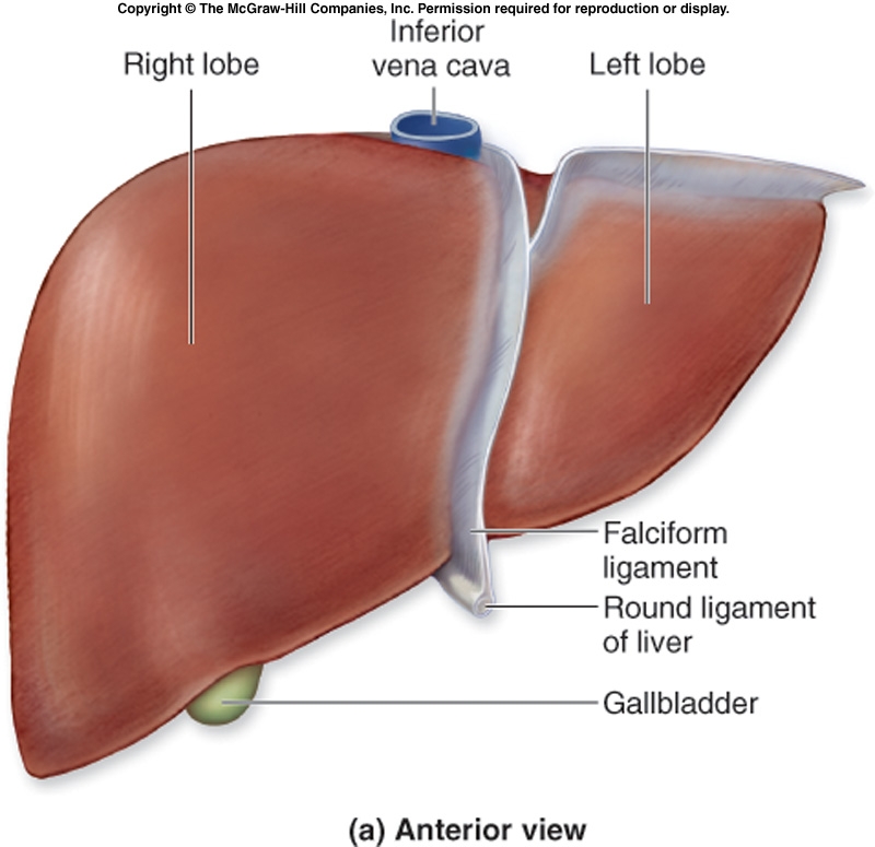 الكبد Liver   Liver_10
