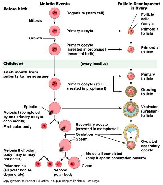 المبيض Ovary   M210