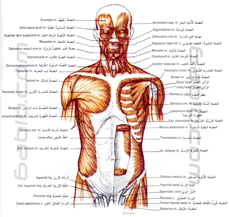 عضلات البطن   Muscle11