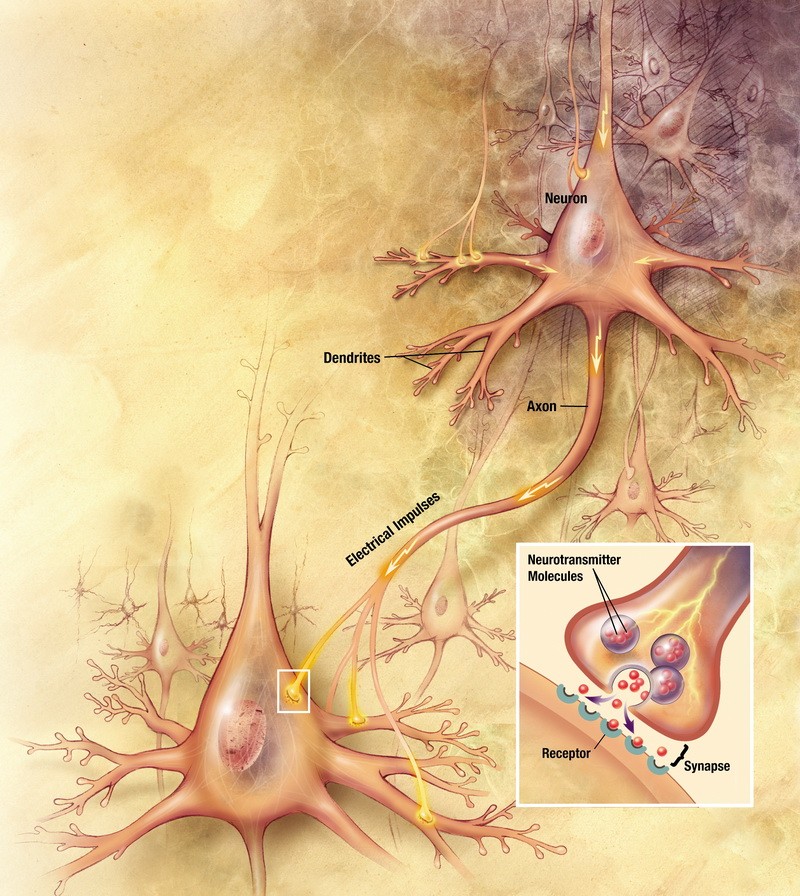 الجهاز العصبي Nervous System   Neuron10