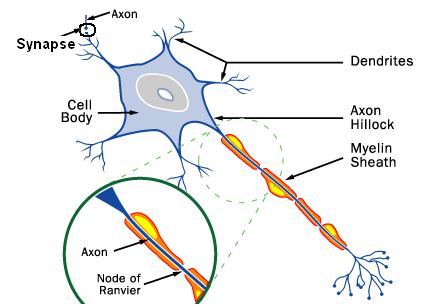 الجهاز العصبي Nervous System   Neuron11