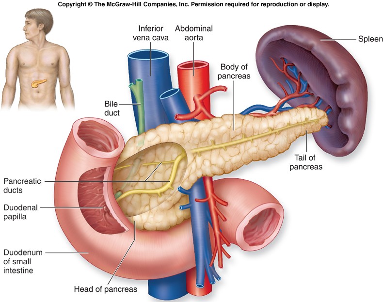 ‏البنكرياس ، المعثكلة Pancreas   P110