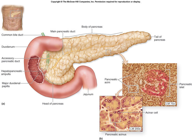 ‏البنكرياس ، المعثكلة Pancreas   P210