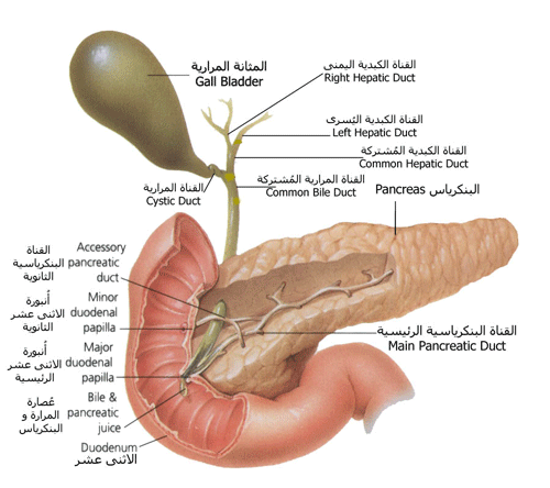 ‏البنكرياس ، المعثكلة Pancreas   P310