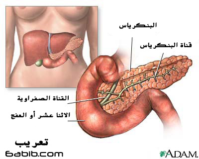 ‏البنكرياس ، المعثكلة Pancreas   P410