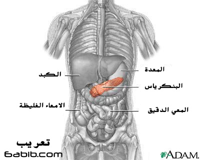 ‏البنكرياس ، المعثكلة Pancreas   P510