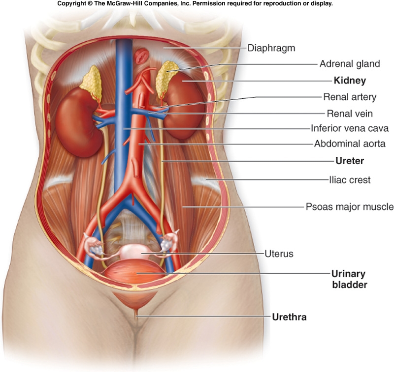 الحالب ، الحالبين Ureteres   Urinar11