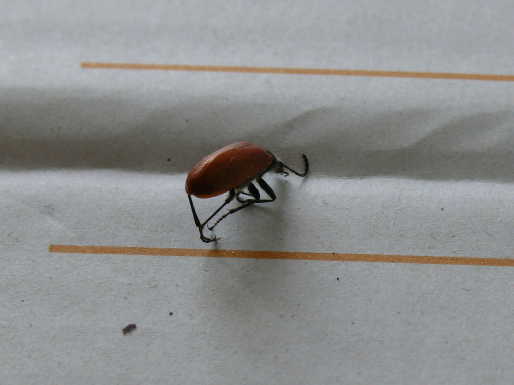insecte a bois P1150712