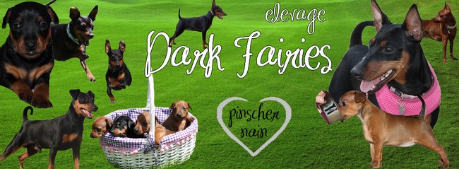 Patch Type Pinscher Nain 5 ans - PACA Taille10