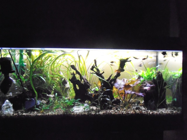 Mon aquarium P8060013