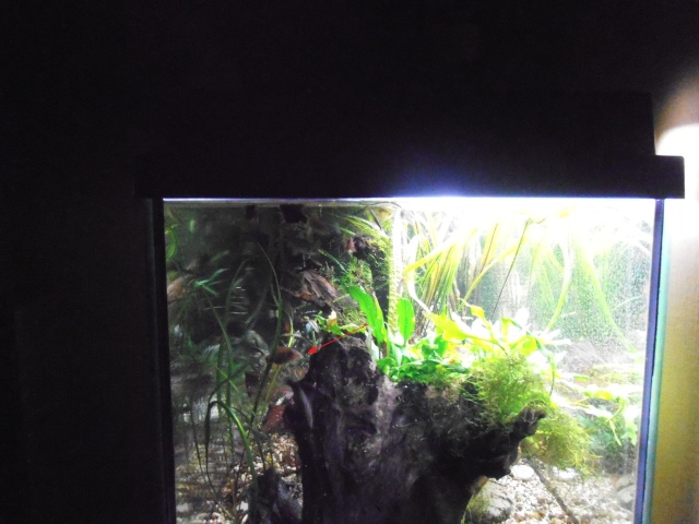Mon aquarium P8060035