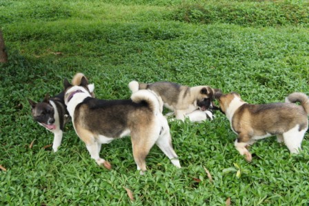 Balade des chiots à Dumbéa Balade19