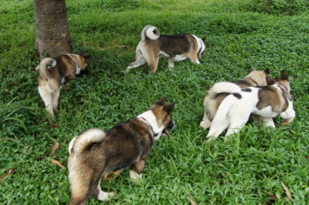 Balade des chiots à Dumbéa Balade20