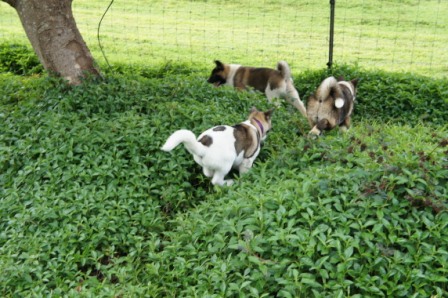 Balade des chiots à Dumbéa Balade23