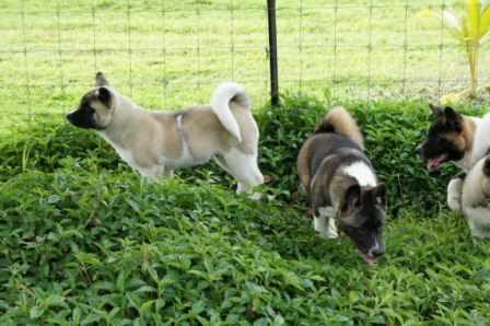 Balade des chiots à Dumbéa Balade27