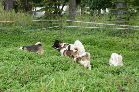 Balade des chiots à Dumbéa Balade30